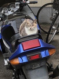 neko106